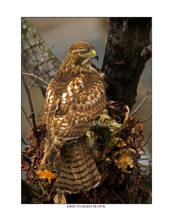 5803 red-tailed hawk.jpg